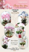 企業蘭花佈置（Corporate Orchid Flower Arrangement)